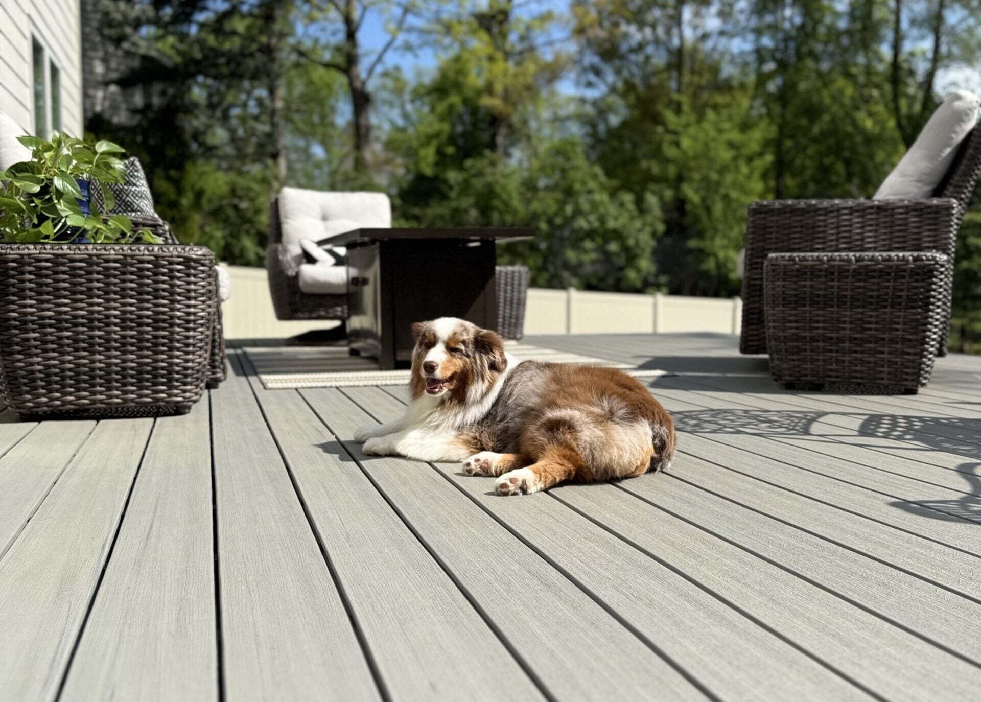 two tone deck color schemes 1 An Australian Shepherd Dog Laying On A Light Gray Deck In Full Sun Next To Dark Wicker Patio Furniture.